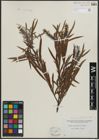 Foto von Salix argophylla Nutt.